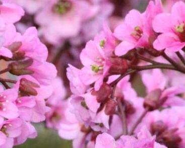 Bergénie srdčitá 'Rosi Klose'