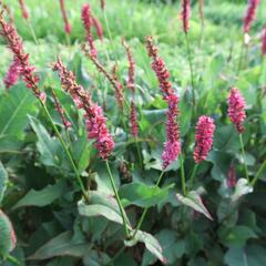 Rdesno objímavé 'JS Caliente' - Bistorta amplexicaulis 'JS Caliente'