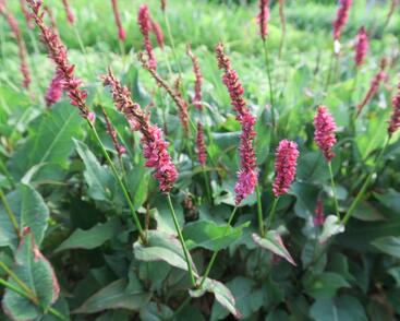 Rdesno objímavé 'JS Caliente'