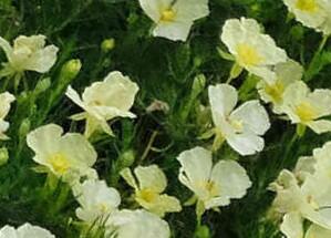 Pupalka pilovitá - Calylophus serrulatus