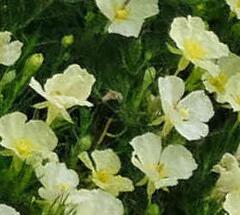 Pupalka pilovitá - Calylophus serrulatus