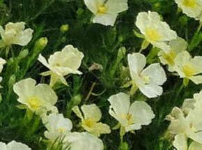 Pupalka pilovitá - Calylophus serrulatus