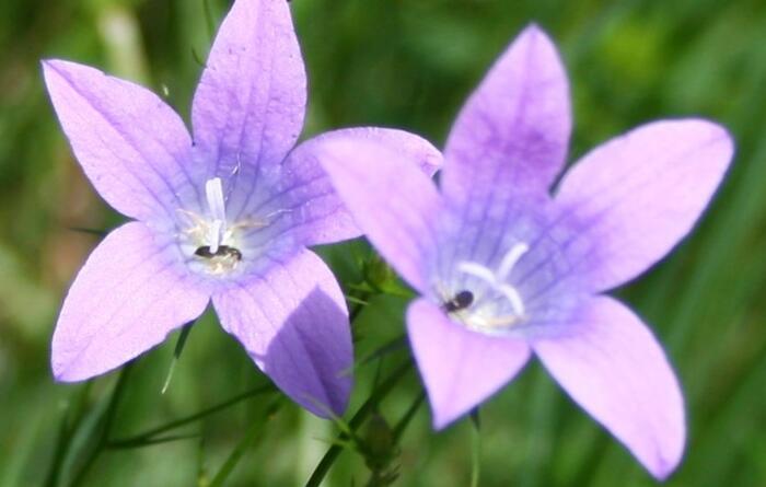 Zvonek rozkladitý - Campanula patula