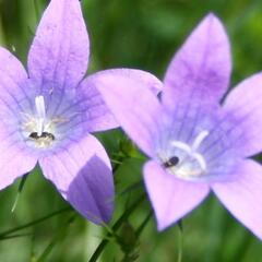 Zvonek rozkladitý - Campanula patula