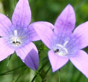Zvonek rozkladitý - Campanula patula