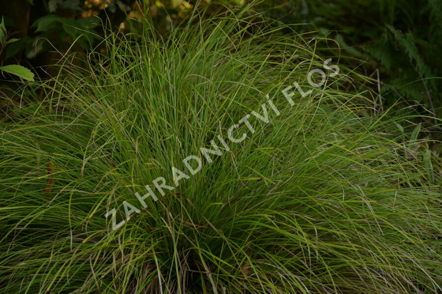 Ostřice 'Kyoto' - Carex 'Kyoto'