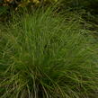Ostřice 'Kyoto' - Carex 'Kyoto'