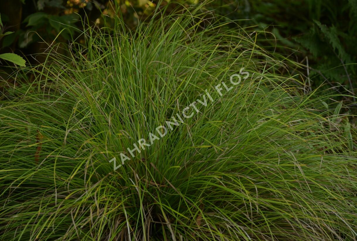 Ostřice 'Kyoto' - Carex 'Kyoto'