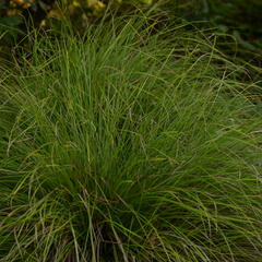 Ostřice 'Kyoto' - Carex 'Kyoto'