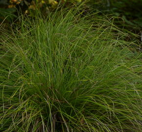 Ostřice 'Kyoto' - Carex 'Kyoto'