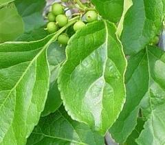 Jesenec okrouhlolistý - Celastrus orbiculatus