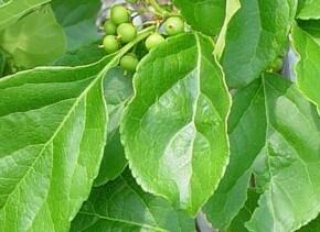 Jesenec okrouhlolistý - Celastrus orbiculatus