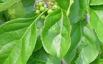 Jesenec okrouhlolistý