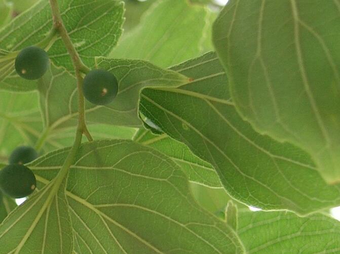 Břestovec západní - Celtis occidentalis