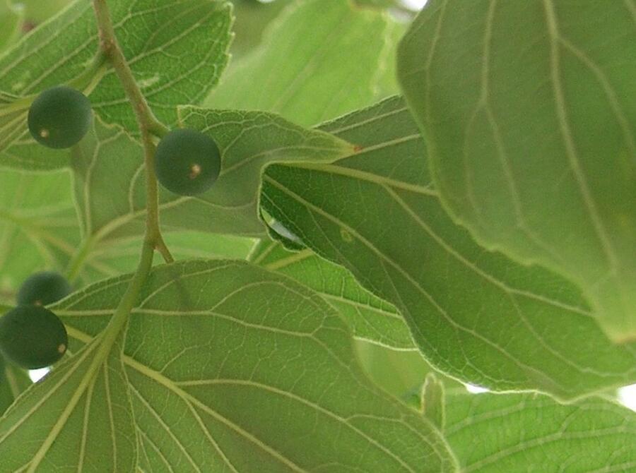Břestovec západní - Celtis occidentalis