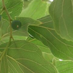 Břestovec západní - Celtis occidentalis