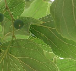 Břestovec západní - Celtis occidentalis