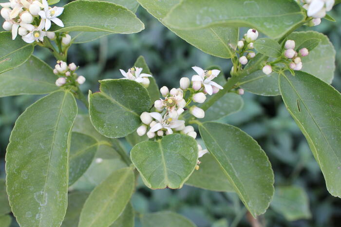 Limetka - Citrus aurantiifolia