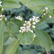 Limetka - Citrus aurantiifolia