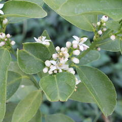 Limetka - Citrus aurantiifolia