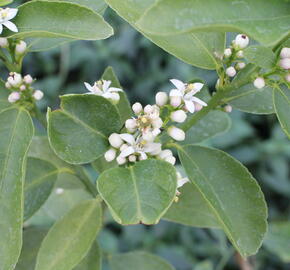 Limetka - Citrus aurantiifolia
