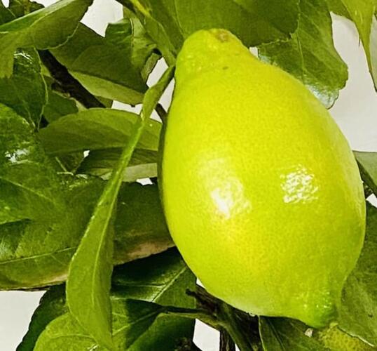 Citroník 'Arancio' - Citrus limone 'Arancio'