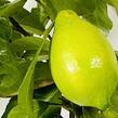 Citroník 'Arancio' - Citrus limone 'Arancio'