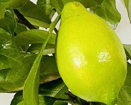 Citroník 'Arancio'