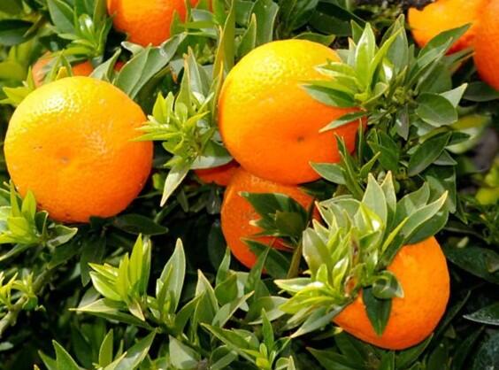 Citrus myrtolistý 'Chinotto' - Citrus myrtifolia 'Chinotto'