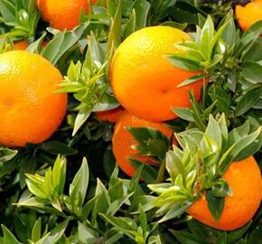 Citrus myrtolistý 'Chinotto' - Citrus myrtifolia 'Chinotto'