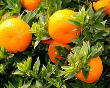 Citrus myrtolistý 'Chinotto'