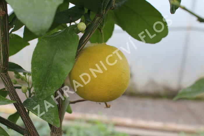 Citroník rajský, grepfruit - Citrus paradisi