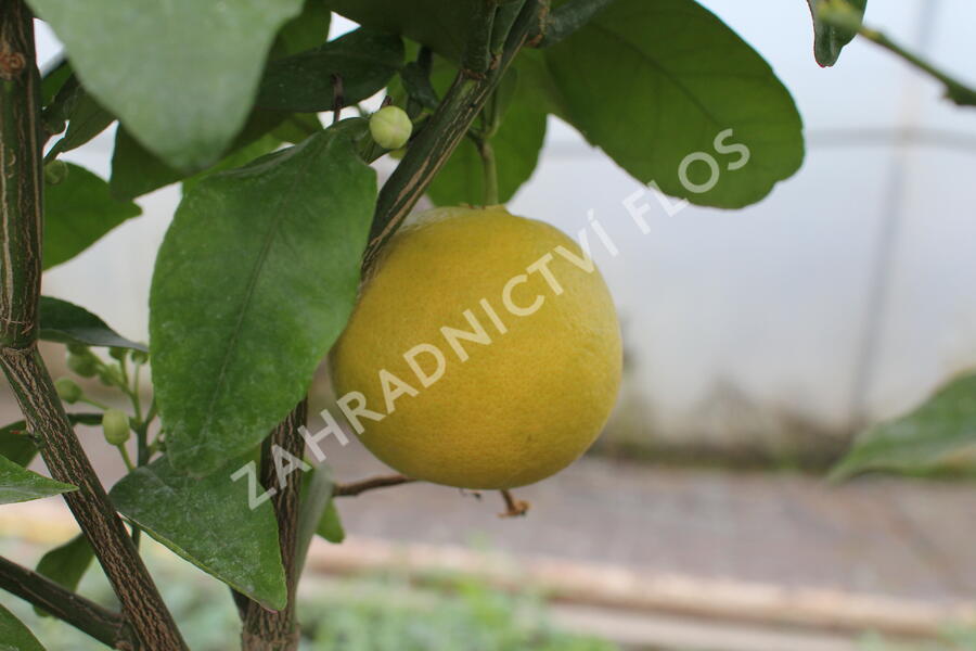 Citroník rajský, grepfruit - Citrus paradisi