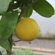 Citroník rajský, grepfruit - Citrus paradisi