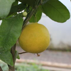 Citroník rajský, grepfruit - Citrus paradisi