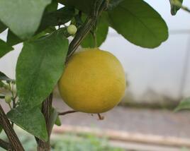 Citroník rajský, grepfruit