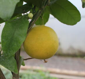 Citroník rajský, grepfruit - Citrus paradisi