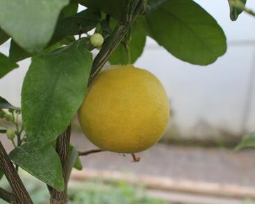 Citroník rajský, grepfruit