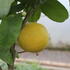 Citrus paradisi.JPG