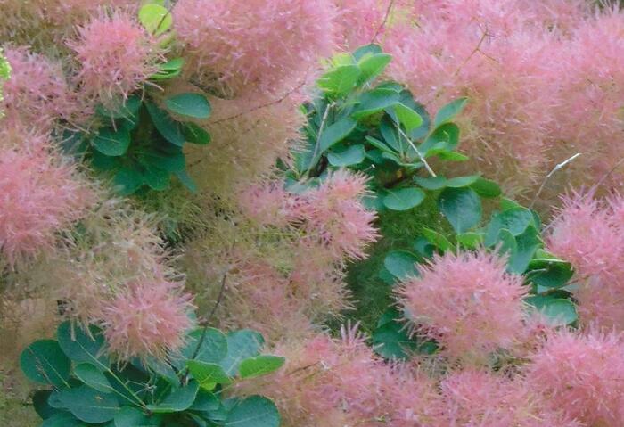 Ruj vlasatá 'Smokey Joe' ('Lisjo') - Cotinus coggygria 'Smokey Joe' ('Lisjo')
