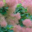 Ruj vlasatá 'Smokey Joe' ('Lisjo') - Cotinus coggygria 'Smokey Joe' ('Lisjo')