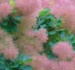 Ruj vlasatá 'Smokey Joe' ('Lisjo') - Cotinus coggygria 'Smokey Joe' ('Lisjo')
