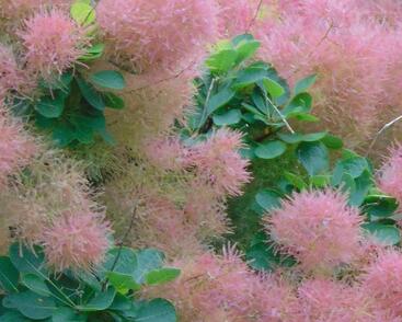 Ruj vlasatá 'Smokey Joe' ('Lisjo')