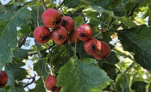 Hloh peřenoklaný 'Big Ball' - Crataegus pinnatifida 'Big Ball'