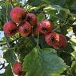 Hloh peřenoklaný 'Big Ball' - Crataegus pinnatifida 'Big Ball'