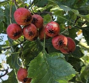 Hloh peřenoklaný 'Big Ball' - Crataegus pinnatifida 'Big Ball'