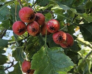 Hloh peřenoklaný 'Big Ball'