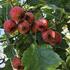 Crataegus pinnatifida 'Big Ball'.jpg