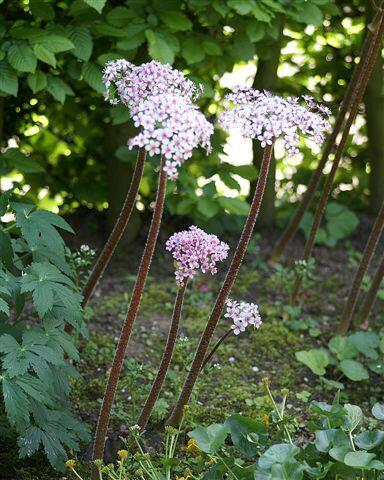 Darmera štítnatá - Darmera peltata
