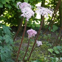 Darmera štítnatá - Darmera peltata